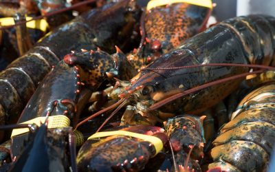 North Nova Seafoods – Logan’s Daily Catch